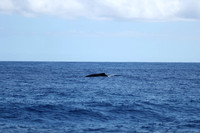 Kauai 2019 - 039.jpg