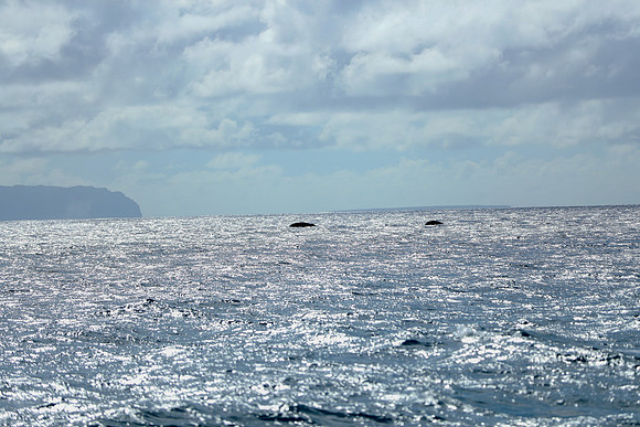Kauai 2019 - 081.jpg