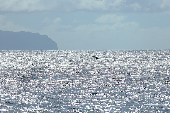 Kauai 2019 - 082.jpg