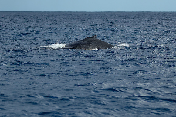 Kauai 2019 - 100.jpg