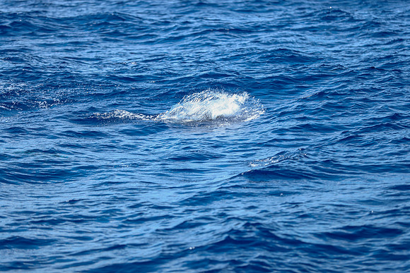 Kauai 2019 - 048.jpg