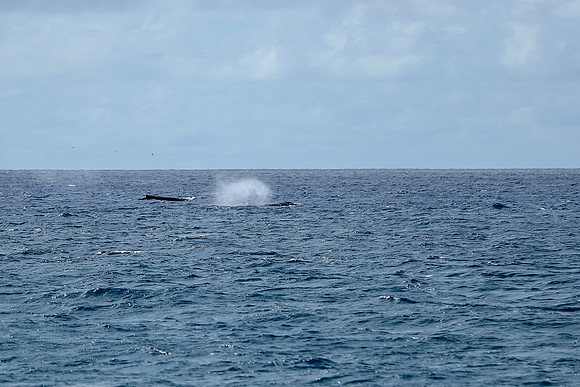 Kauai 2019 - 079.jpg